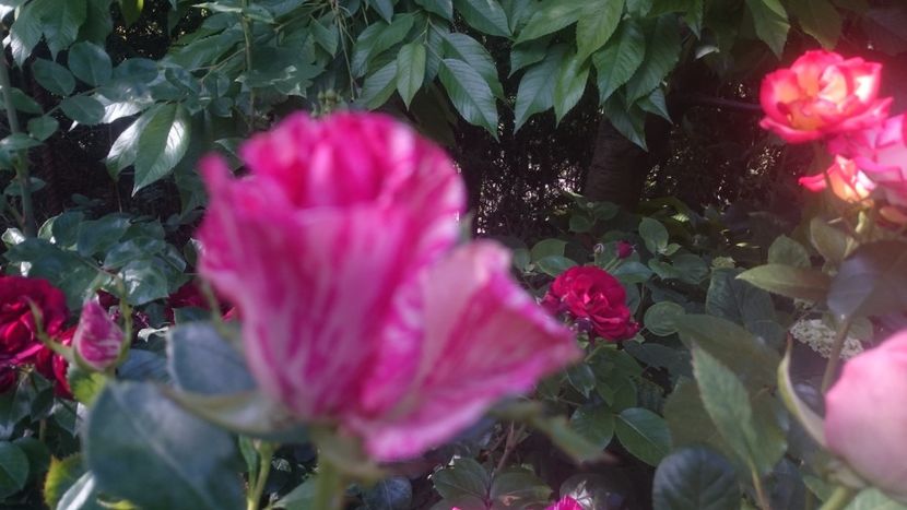  - Flori si trandafiri 2019 - 2