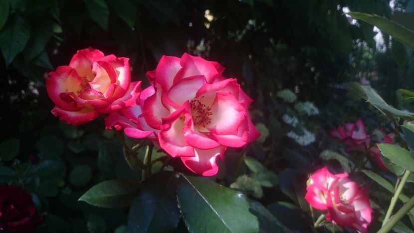  - Flori si trandafiri 2019 - 2