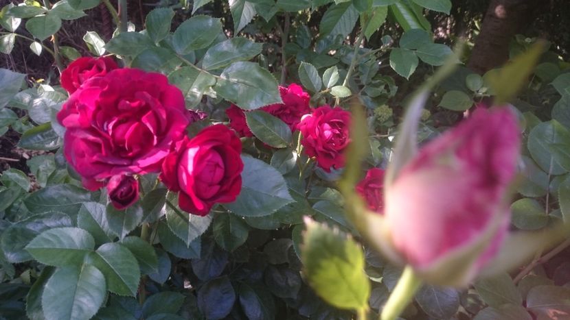  - Flori si trandafiri 2019 - 2