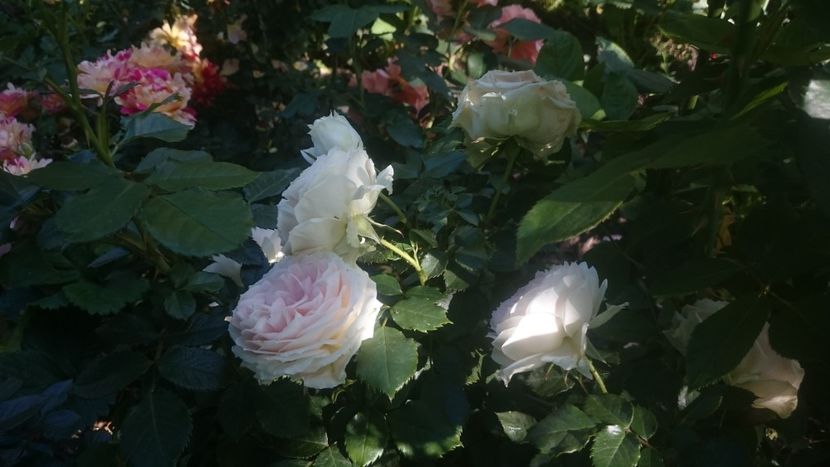  - Flori si trandafiri 2019 - 2