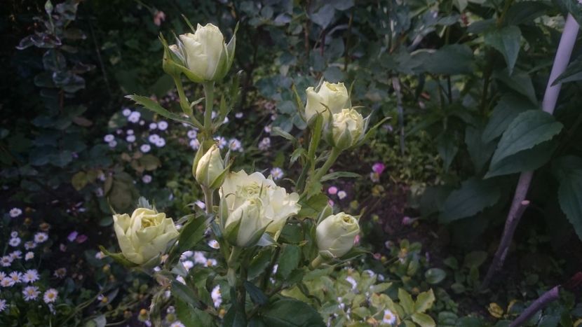  - Flori si trandafiri 2019 - 2