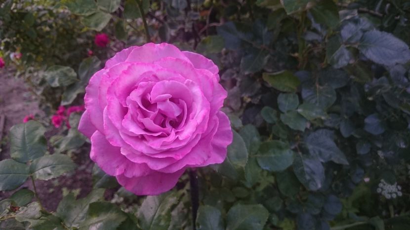  - Flori si trandafiri 2019 - 2