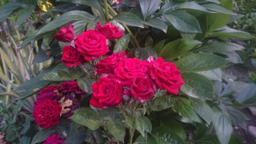  - Flori si trandafiri 2019 - 2