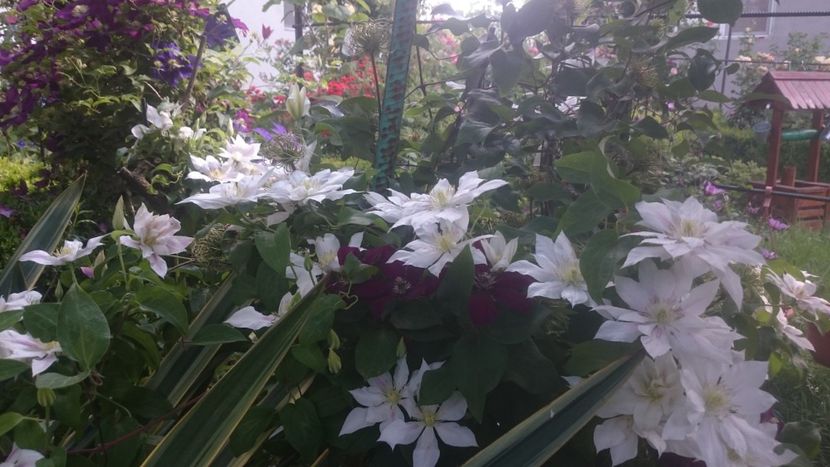  - Flori si trandafiri 2019 - 2