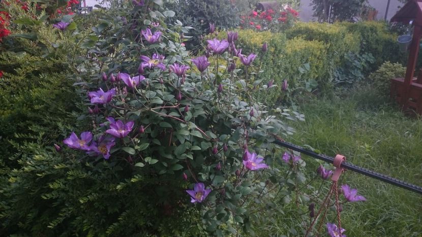  - Flori si trandafiri 2019 - 2