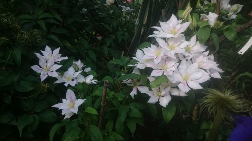  - Flori si trandafiri 2019 - 2