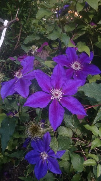  - Flori si trandafiri 2019 - 2