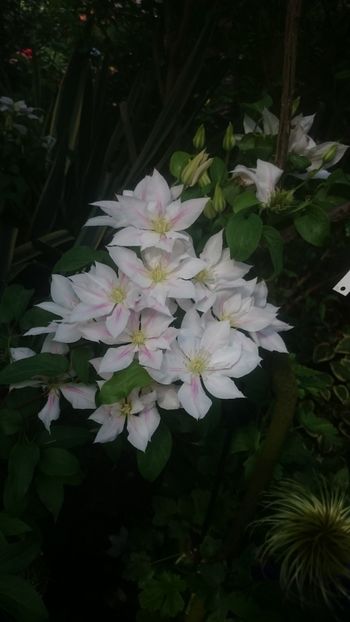  - Flori si trandafiri 2019 - 2