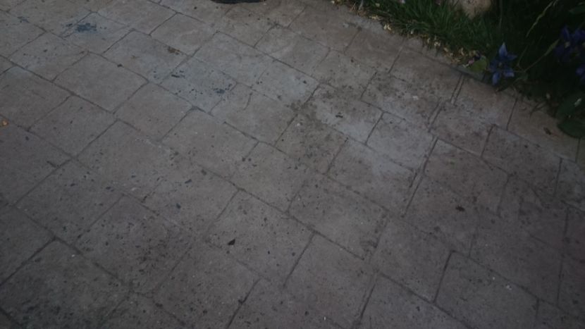  - Flori si trandafiri 2019 - 2