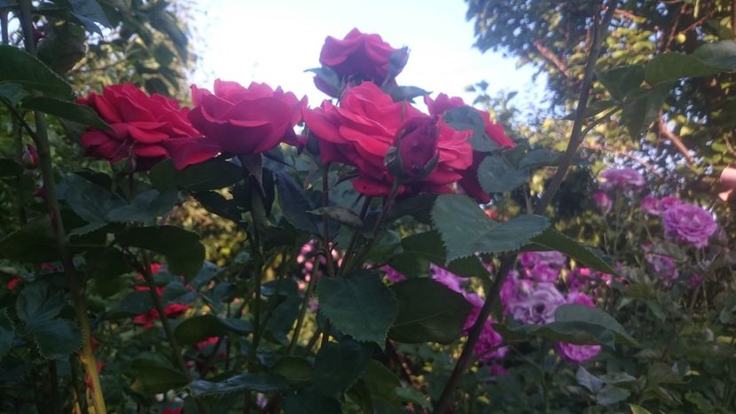  - Flori si trandafiri 2019 - 2