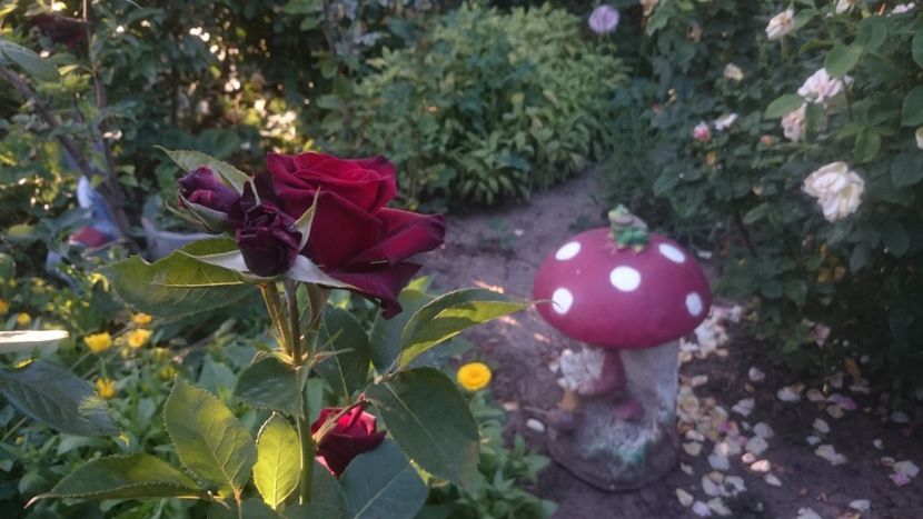  - Flori si trandafiri 2019 - 2