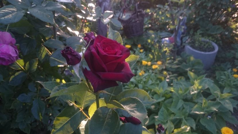  - Flori si trandafiri 2019 - 2