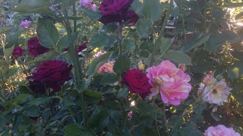  - Flori si trandafiri 2019 - 2