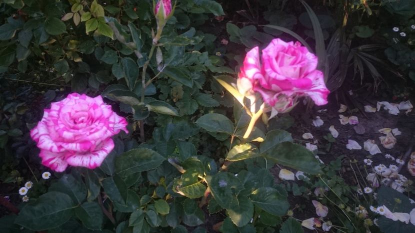  - Flori si trandafiri 2019 - 2