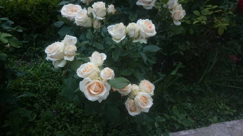  - Flori si trandafiri 2019 - 2