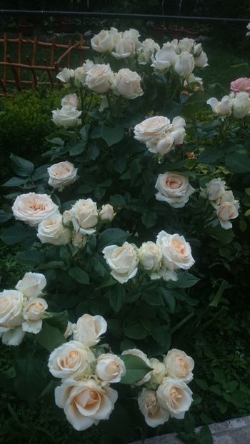  - Flori si trandafiri 2019 - 2