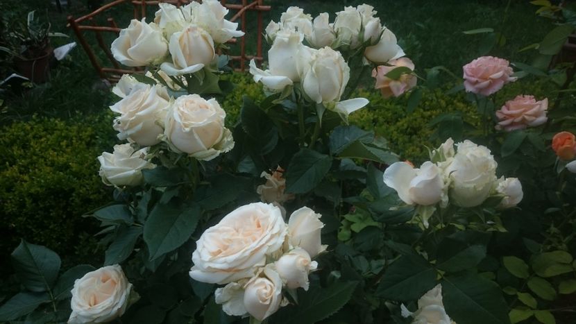  - Flori si trandafiri 2019 - 2