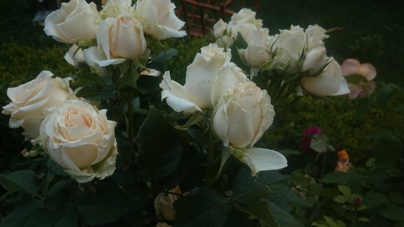  - Flori si trandafiri 2019 - 2