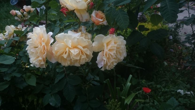  - Flori si trandafiri 2019 - 2