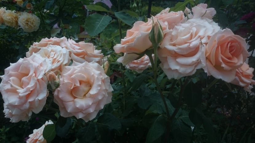  - Flori si trandafiri 2019 - 2