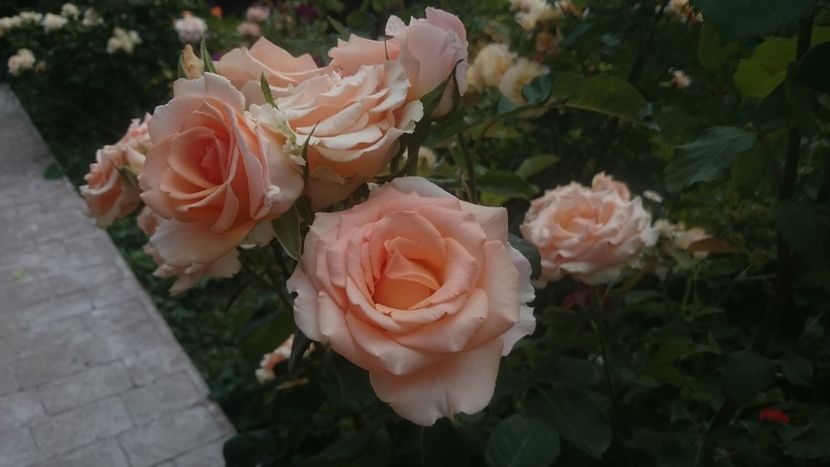  - Flori si trandafiri 2019 - 2