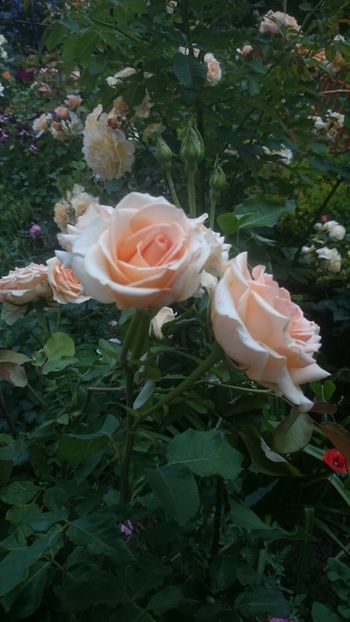  - Flori si trandafiri 2019 - 2