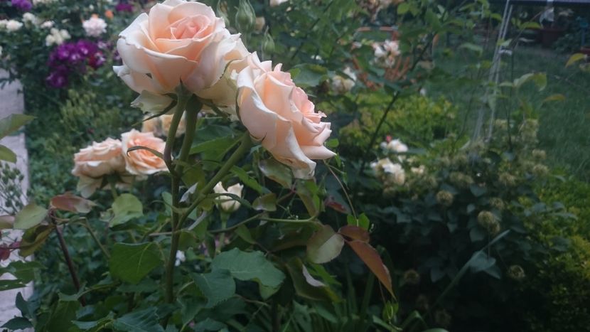  - Flori si trandafiri 2019 - 2