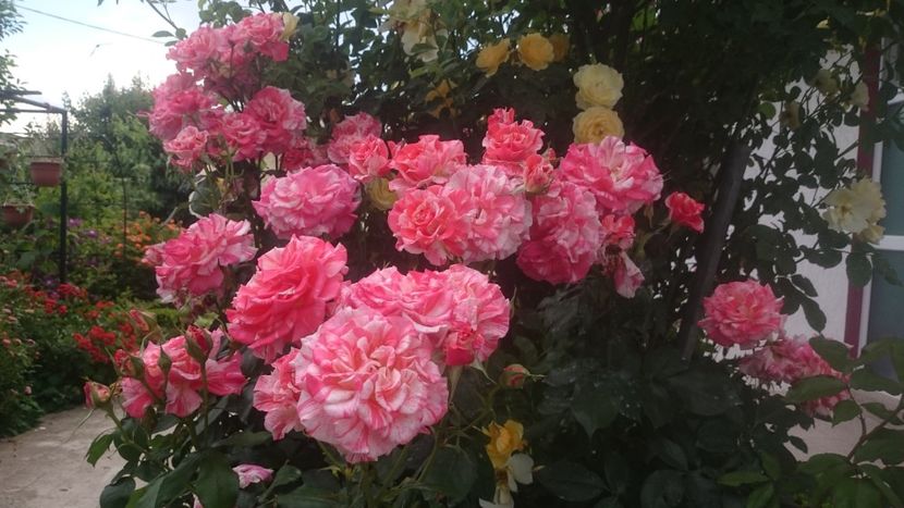  - Flori si trandafiri 2019 - 2