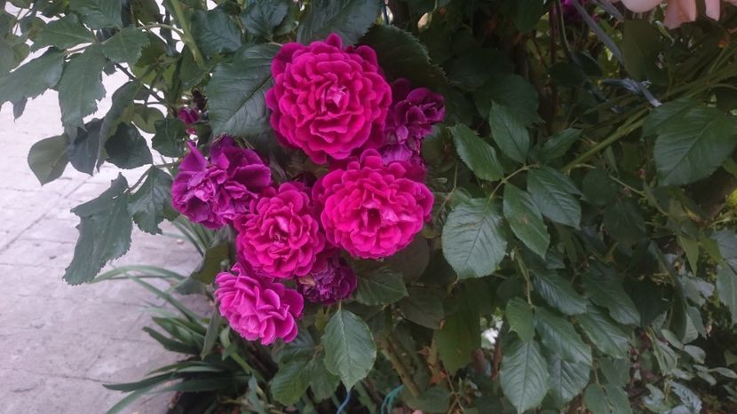  - Flori si trandafiri 2019 - 2