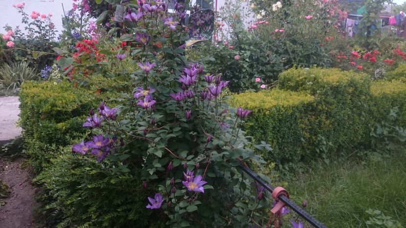  - Flori si trandafiri 2019 - 2