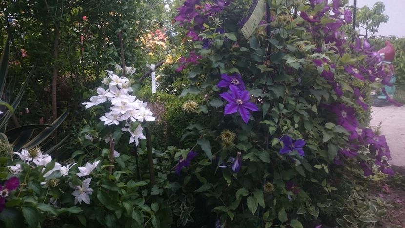  - Flori si trandafiri 2019 - 2