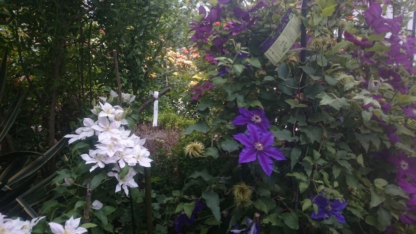  - Flori si trandafiri 2019 - 2