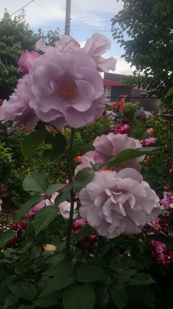  - Flori si trandafiri 2019 - 2