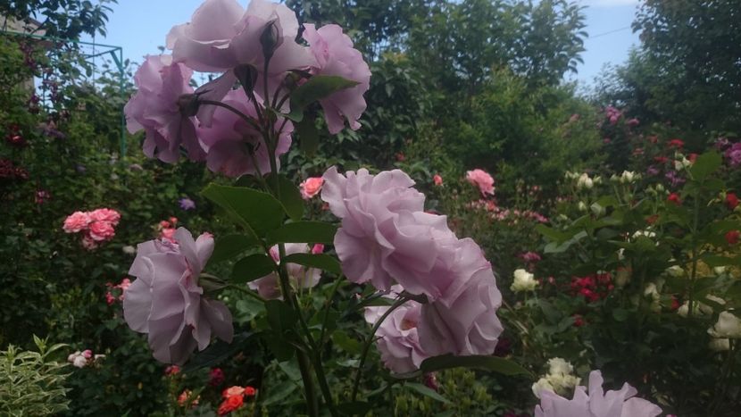  - Flori si trandafiri 2019 - 2