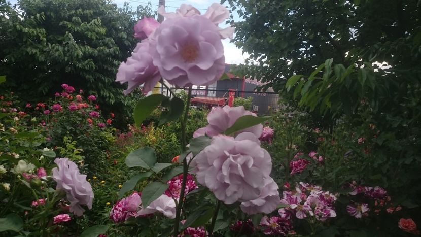  - Flori si trandafiri 2019 - 2