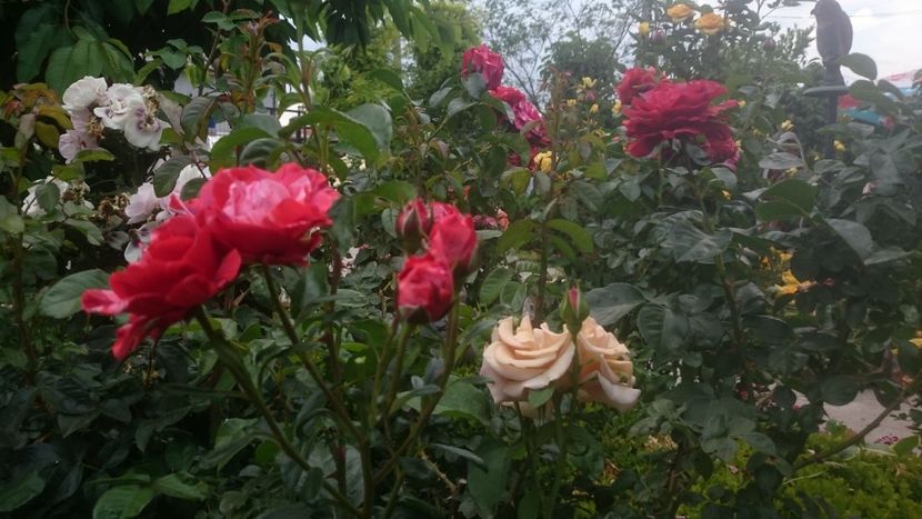  - Flori si trandafiri 2019 - 2