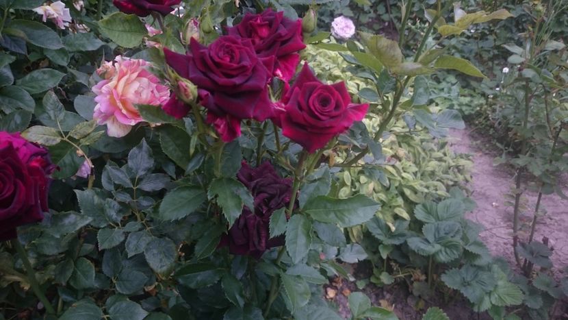  - Flori si trandafiri 2019 - 2