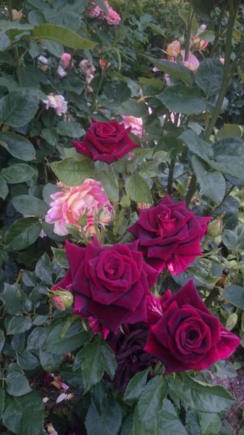  - Flori si trandafiri 2019 - 2