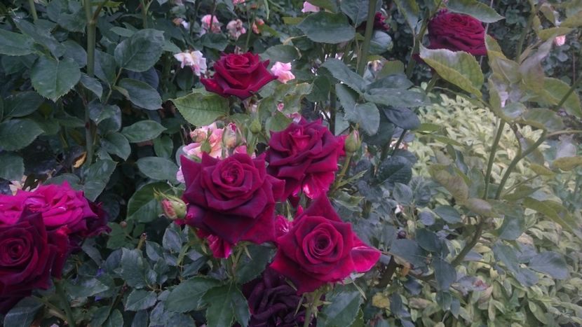  - Flori si trandafiri 2019 - 2