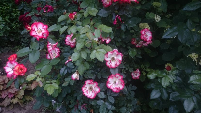  - Flori si trandafiri 2019 - 2