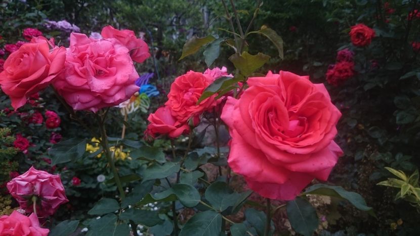  - Flori si trandafiri 2019 - 2