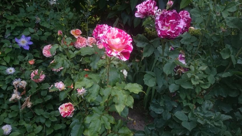  - Flori si trandafiri 2019 - 2