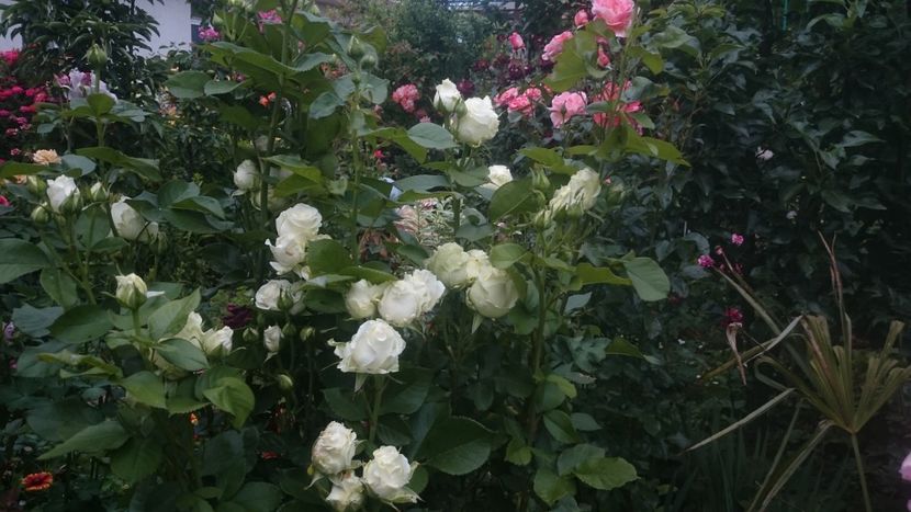  - Flori si trandafiri 2019 - 2