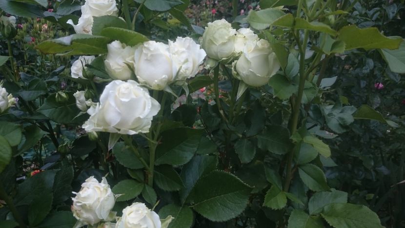  - Flori si trandafiri 2019 - 2