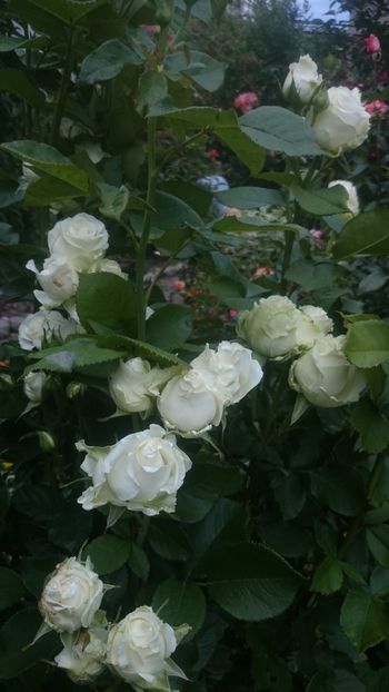  - Flori si trandafiri 2019 - 2