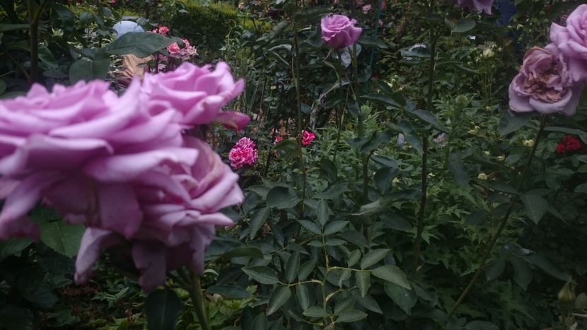  - Flori si trandafiri 2019 - 2