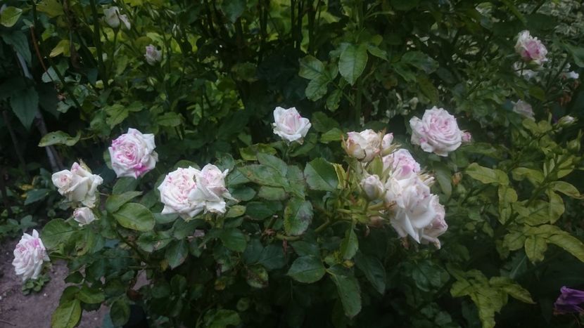  - Flori si trandafiri 2019 - 2