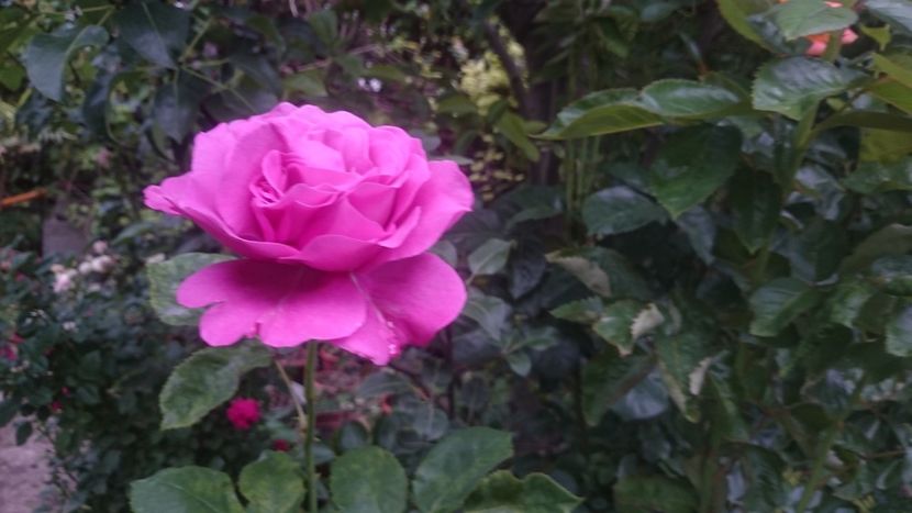  - Flori si trandafiri 2019 - 2