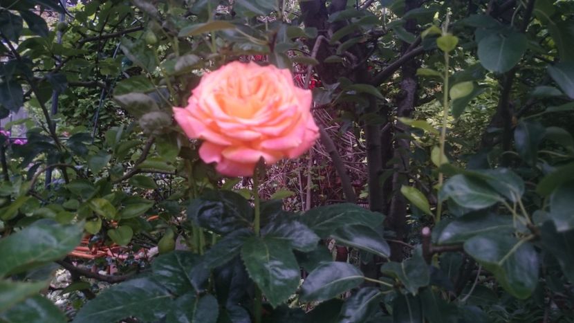  - Flori si trandafiri 2019 - 2