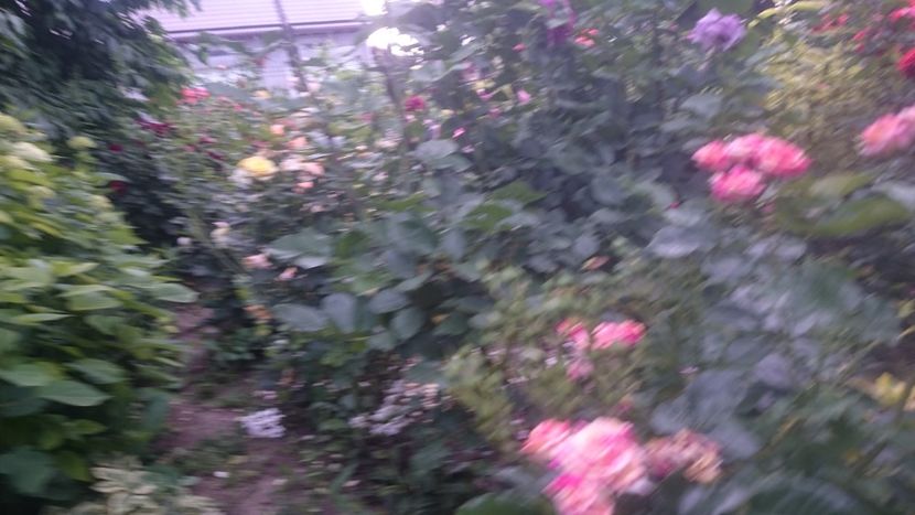  - Flori si trandafiri 2019 - 2